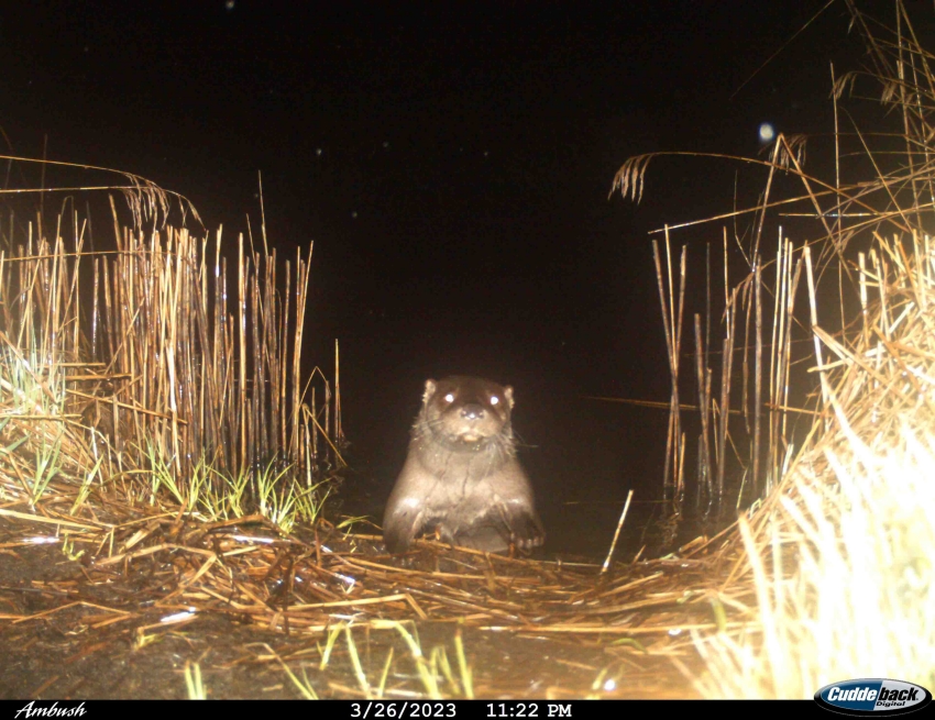 Ein Fischotter in der Fotofalle am Binnenkanal. Quelle: intern (ANJF)